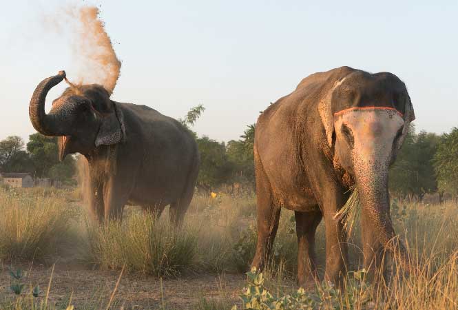 Jaipur Elephant Village Tour