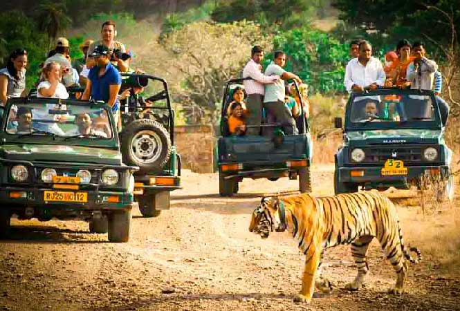 Jeep Safari In Jaipur