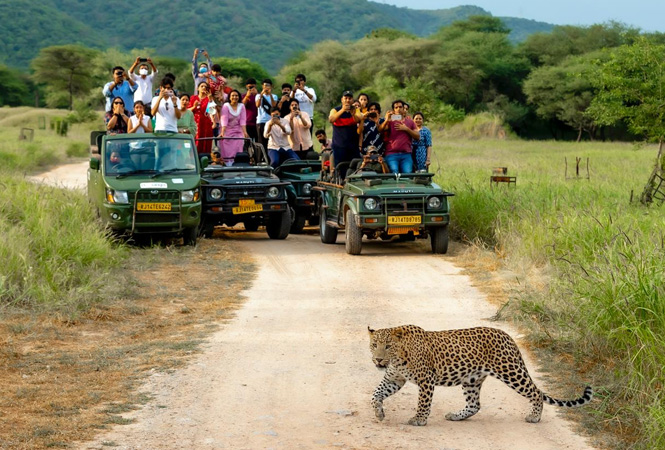 Jhalana Leopard Safari Tour