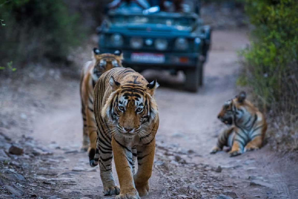 Golden Triangle Tour With Ranthambore