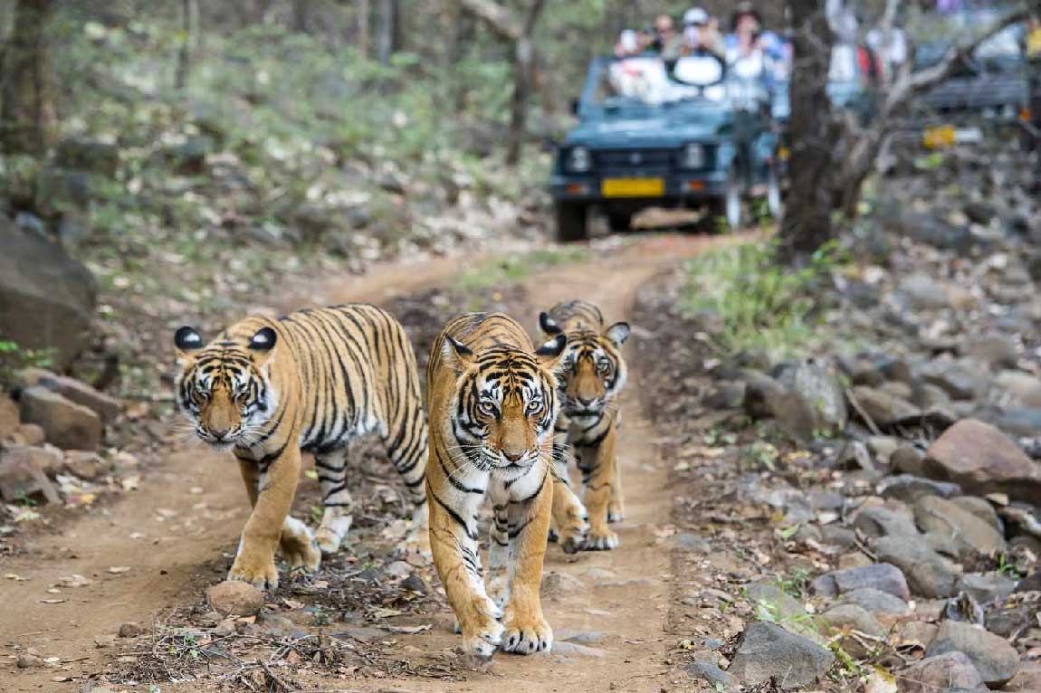 Jaipur Ranthambore Day Trip